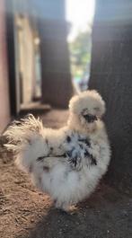 🐥🐥 Usa zijdehoen hennen kuikens zijdehoenders kip, Dieren en Toebehoren, Pluimvee, Vrouwelijk, Kip