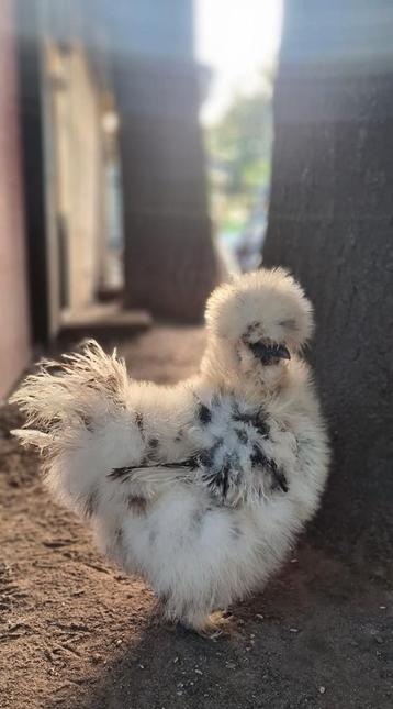 Laatste 🐥🐥 Usa zijdehoen hennen kuikens zijdehoenders kip beschikbaar voor biedingen