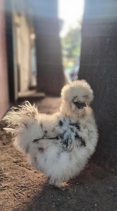Laatste 🐥🐥 Usa zijdehoen hennen kuikens zijdehoenders kip, Dieren en Toebehoren, Pluimvee, Kip, Vrouwelijk