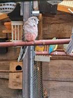 Bourke parkieten wildkleur split voor gezoomd., Dieren en Toebehoren, Vogels | Parkieten en Papegaaien, Meerdere dieren, Parkiet