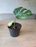 Monstera deliciosa variegata albo, Ophalen, Overige soorten, Halfschaduw, In pot