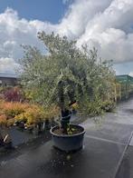 Olijfboom met oude stam, Volle zon, Ophalen of Verzenden, 100 tot 250 cm, Olijfboom