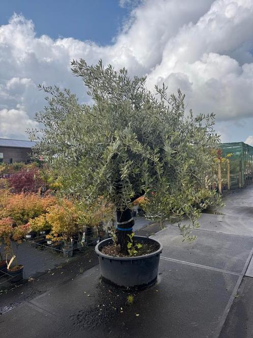 Olijfboom met oude stam, Tuin en Terras, Planten | Bomen, Olijfboom, 100 tot 250 cm, Volle zon, Zomer, Ophalen of Verzenden