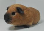 California zeugjes gezocht (zie foto's), Dieren en Toebehoren, Knaagdieren, Cavia, Vrouwelijk, Januari, Tam