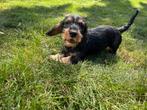 Ruwhaar Teckel pup van Dierenarts, Dieren en Toebehoren, Honden | Teckels en Dashonden, Standaard, CDV (hondenziekte), 8 tot 15 weken