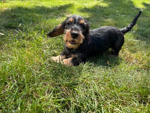 Ruwhaar Teckel pup van Dierenarts, Dieren en Toebehoren, Honden | Teckels en Dashonden, Teef, Ruwhaar, Standaard, Particulier