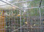 turquoisine parkiet, Dieren en Toebehoren, Vogels | Parkieten en Papegaaien, Vrouwelijk, Parkiet, Geringd