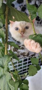 Ragdoll redpoint  katertje.  Geënt 2x, Dieren en Toebehoren, Kater, Ontwormd