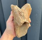 Humerus Opperarmbeen Wolharige Neushoorn Fossiel, Ophalen of Verzenden, Fossiel
