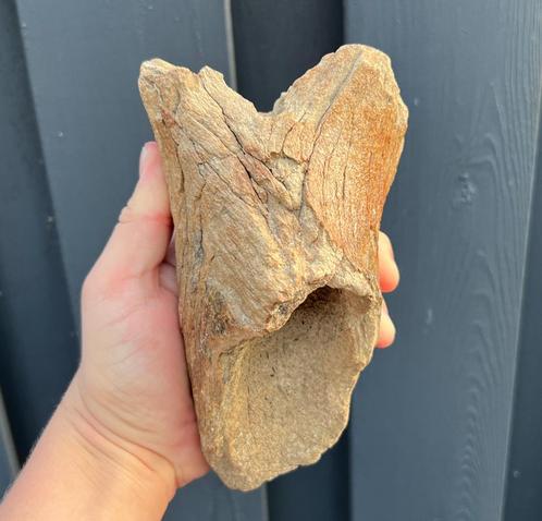 Humerus Opperarmbeen Wolharige Neushoorn Fossiel, Verzamelen, Mineralen en Fossielen, Fossiel, Ophalen of Verzenden