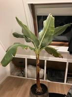 Kamerplant Musa, Huis en Inrichting, Ophalen of Verzenden, Halfschaduw, Minder dan 100 cm