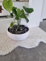 Kamer plant, Huis en Inrichting, Ophalen, Halfschaduw, Minder dan 100 cm