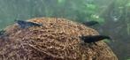 Blauwe neocaridina garnalen, Dieren en Toebehoren, Vissen | Aquariumvissen, Kreeft, Krab of Garnaal