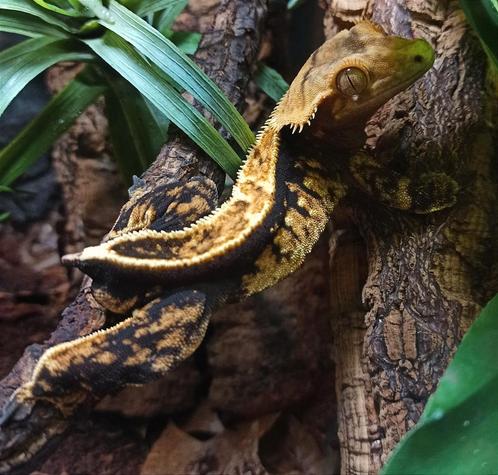 Wimpergekko man 2019, Dieren en Toebehoren, Reptielen en Amfibieën, Hagedis, 3 tot 6 jaar