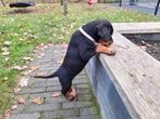Prachtige Rottweiler pups Met STAMBOOM nu 8 weken!, Dieren en Toebehoren, CDV (hondenziekte), 8 tot 15 weken, Meerdere, Meerdere dieren