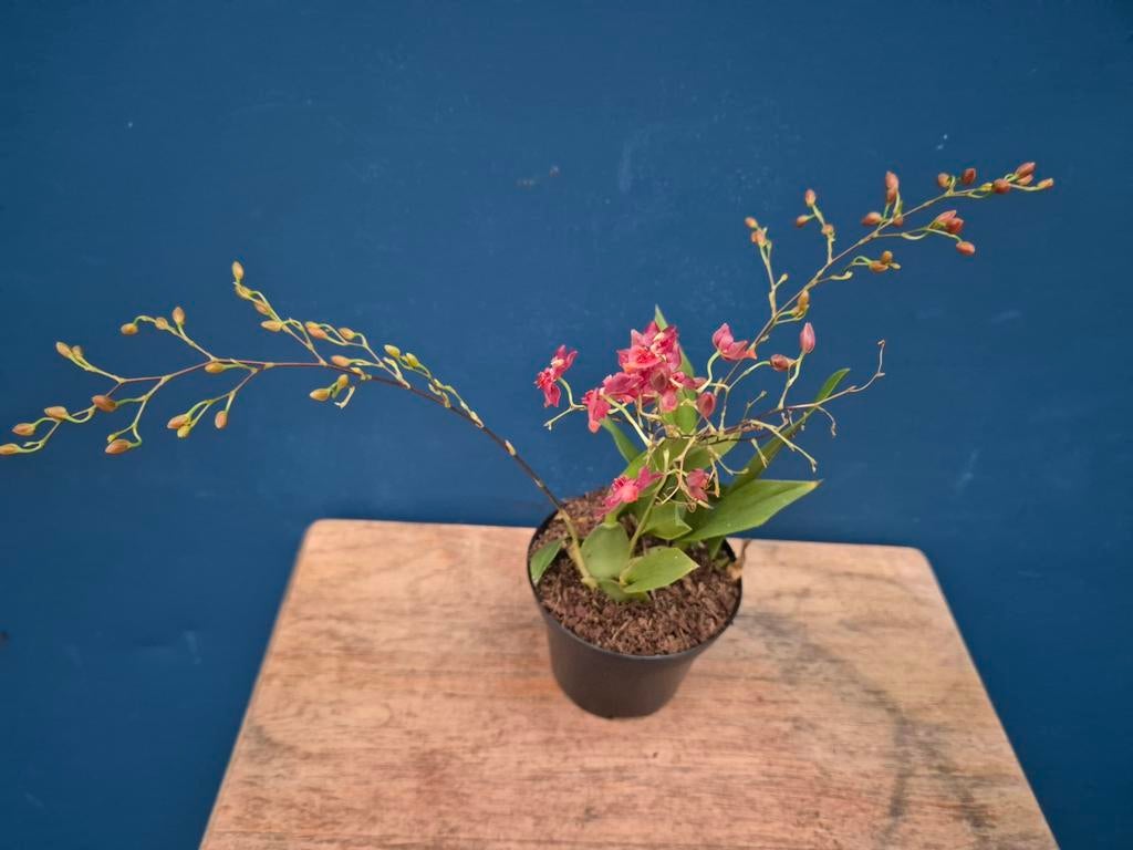 Orchidee Oncidium Twinkle Red p8, Huis en Inrichting, Kamerplanten, Ophalen of Verzenden, Halfschaduw, Minder dan 100 cm