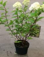 Te koop: Hydrangea paniculata Limelight Hortensia., Halfschaduw, Zomer, Vaste plant, Overige soorten