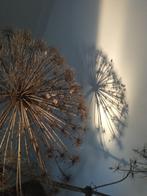 2 takken berenklauw TEAB, Ophalen, Gebruikt