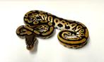 0.1 Orange dream black pastel 100% het clown ball python, Dieren en Toebehoren, Reptielen en Amfibieën, Slang, 0 tot 2 jaar