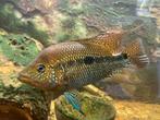 Te koop kweekkoppel kronoheros umbriferum, Dieren en Toebehoren, Vissen | Aquariumvissen, Vis