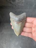 Megalodon haaientand fossiel 9.8 centimeter, Verzamelen, Mineralen en Fossielen, Ophalen of Verzenden, Fossiel