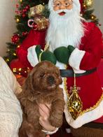 Cava po pups mini doodle cavapoo puos, Dieren en Toebehoren, Nederland, Overige rassen, 8 tot 15 weken, CDV (hondenziekte)