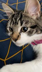 Poesje te koop 8 maandjes oud, Dieren en Toebehoren, Poes, Langharig, 0 tot 2 jaar