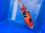 Matsue sanke nisai matsue, Karper of Koi