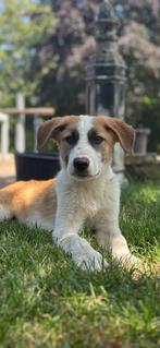 Bob reutje 6-7 maanden, Dieren en Toebehoren, Honden | Niet-rashonden, Particulier, Rabiës (hondsdolheid), 15 weken tot 1 jaar