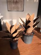 Metalen Cactus - PTMD Design, Ophalen of Verzenden, Zo goed als nieuw, Binnen