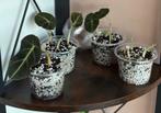 Alocasia black velvet baby’s, Ophalen of Verzenden, Overige soorten, Minder dan 100 cm