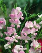 Zaden Lathyrus latifolius Pink Pearl, Tuin en Terras, Verzenden, Volle zon