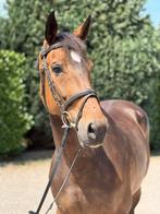 Super brave merrie v. Glasgow v/h Merelsnest, Merrie, Springpaard, Gechipt, Zadelmak