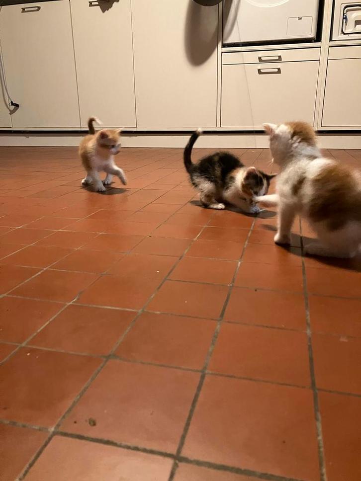 Boerderij kittens, Dieren en Toebehoren, Katten en Kittens | Overige Katten, Kortharig, Meerdere dieren, 0 tot 2 jaar