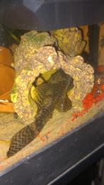 Algeneter, Dieren en Toebehoren, Vissen | Aquariumvissen, Vis