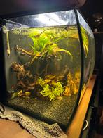 Fluval Flex | 57L | 41 x 39 x 39CM Zwart Aquarium, Dieren en Toebehoren, Ophalen, Zo goed als nieuw, Gevuld zoetwateraquarium