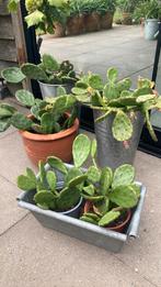 Opuntia humifisa winterharde cactussen, Tuin en Terras, Ophalen, Zomer, Overige soorten, Volle zon