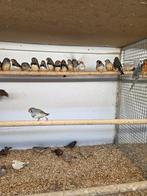 Grote zebravinken, Meerdere dieren