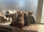 Bengaal kittens, Dieren en Toebehoren, Katten en Kittens | Raskatten | Korthaar, Meerdere dieren, Ontwormd, 0 tot 2 jaar