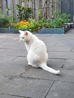 Turkse Angora kater te koop!