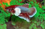 Betta vrouw roundtail dumbo ear - Koidream Valburg, Dieren en Toebehoren, Vis, Zoetwatervis