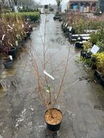 Cornus kousa chinensis - Chinese Kornoelje, Ophalen, Overige soorten, Struik, 100 tot 250 cm
