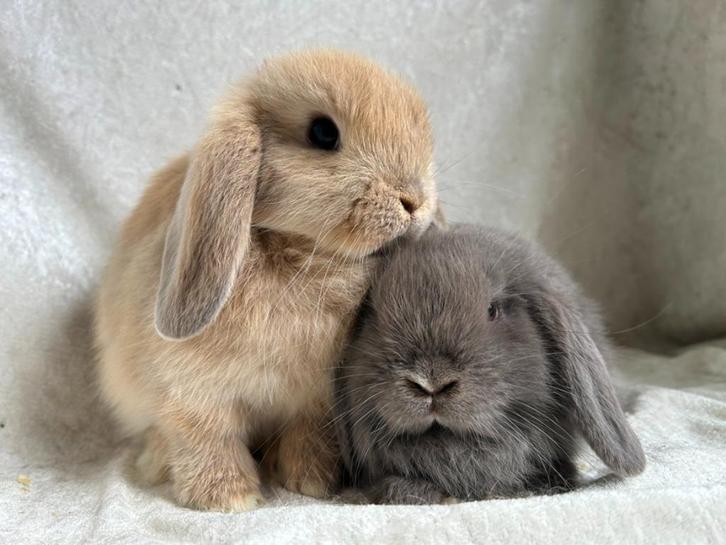 Zeldzaam mooi zeer lief handtam Koppeltje MINILOP konijntjes, Dieren en Toebehoren, Konijnen, Klein, Meerdere dieren, 0 tot 2 jaar