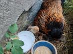 Krielkuiken wyandotte - kuifhoen, Dieren en Toebehoren, Pluimvee, Kip