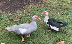 2 Mooie Muskuseenden, Dieren en Toebehoren, Pluimvee, Meerdere dieren, Eend