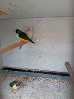 1 koppel gouldamadines, Meerdere dieren