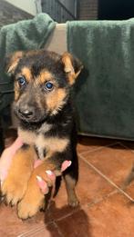 HzH - JAKE, knap kereltje zoekt plek om op te groeien, Particulier, Reu, 8 tot 15 weken, Buitenland