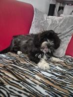 Maltezer x lhasa apso pup, teefje, Dieren en Toebehoren, Honden | Chihuahua's en Gezelschapshonden, Maltezer, 8 tot 15 weken, Teef