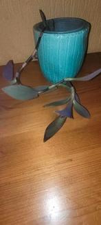 Tradescantia pallida, Ophalen, Halfschaduw, Minder dan 100 cm