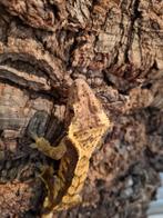 Wimpergekko
Correlophus ciliatus
Mannetje dalmantion, Hagedis